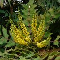 Mahonia bealei